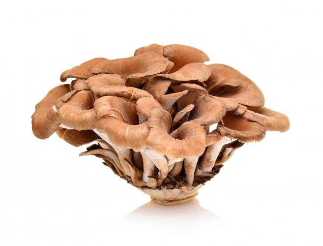 Żagwica listkowa (maitake)